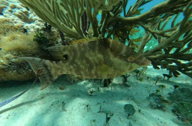 Snorkeling Experience in Isla Mujeres: Two Coral Reefs + Underwater Museum  image 8