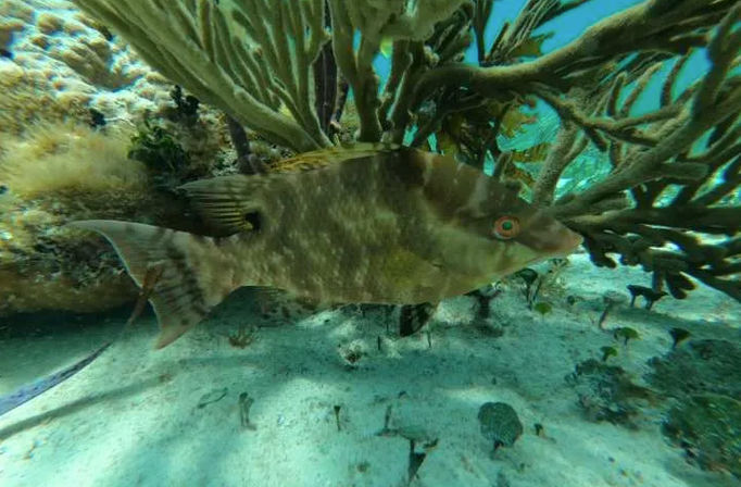Snorkeling Experience in Isla Mujeres: Two Coral Reefs + Underwater Museum  image 8