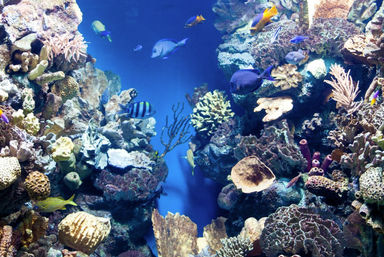 Snorkeling Experience in Isla Mujeres: Two Coral Reefs + Underwater Museum  image 2