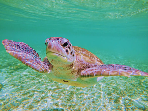 Turtles & Tiaras: A Riviera Maya Bachelorette Splash image 9