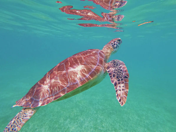 Turtles & Tiaras: A Riviera Maya Bachelorette Splash image 10