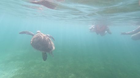 Turtles & Tiaras: A Riviera Maya Bachelorette Splash image 7