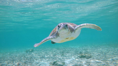 Turtles & Tiaras: A Riviera Maya Bachelorette Splash image 2
