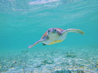 Turtles & Tiaras: A Riviera Maya Bachelorette Splash image 8