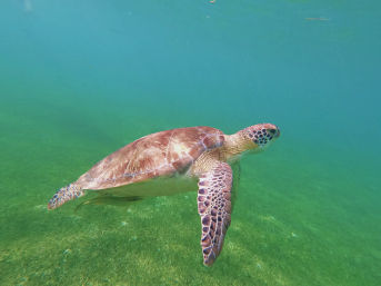 Turtles & Tiaras: A Riviera Maya Bachelorette Splash image 11