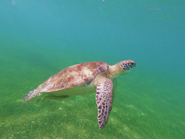 Turtles & Tiaras: A Riviera Maya Bachelorette Splash image 11