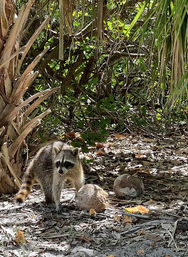 Curious raccoon with ringed tail sticking out its tongue while foraging among fallen coconuts and palm fronds on a sandy tropical coastal forest floor.