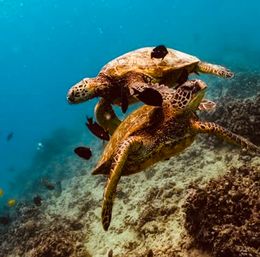 Sunrise Turtle Snorkel & Sail​ Experience image 7