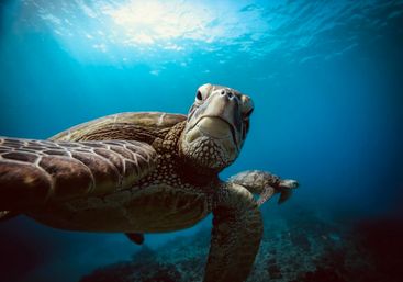 Sunrise Turtle Snorkel & Sail​ Experience image 10