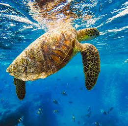Sunrise Turtle Snorkel & Sail​ Experience image 8