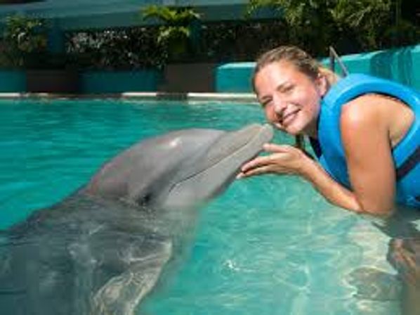 Dolphin Ride & Ferris Wheel Tour image 6