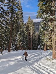 Half Day Snowshoe Hike through Chickadee Ridge: Good for Beginners image 4