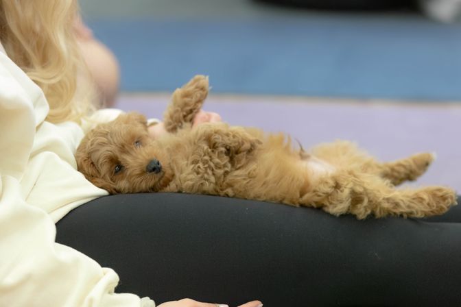 Puppies & Pilates Experience at Your Vacation Rental image 4