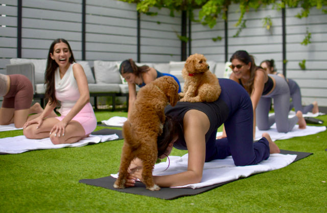 Puppy Yoga Experience at Your Vacation Rental image 4