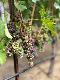 Sip, Savor, Celebrate: - 8-hrs- Boutique Private Wine Tour to Napa and/or Sonoma from San Francisco and beyond. image 3