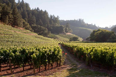 Sip, Savor, Celebrate: - 8-hrs- Boutique Private Wine Tour to Napa and/or Sonoma from San Francisco and beyond. image 2