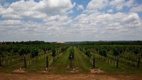 Authentic Cable Car Wine Tour in Fredericksburg, TX image 10