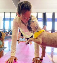 Puppy Yoga Class with Adoptable Puppies image 1