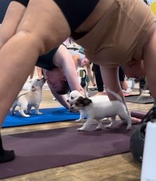 Puppy Yoga Class with Adoptable Puppies image 6
