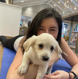 Puppy Yoga Class with Adoptable Puppies image 3