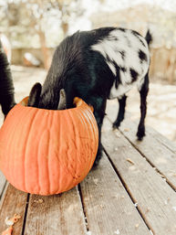 Adorable Goat BYOB Package: Goat Yoga, Candle-Making, Roasting Marshmallow All With Baby Goats image 18