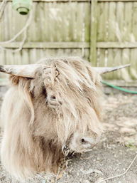 Adorable Goat BYOB Package: Goat Yoga, Candle-Making, Roasting Marshmallow All With Baby Goats image 6