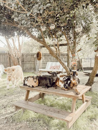 Adorable Farm BYOB Experiences: Goat Yoga, Candle-Making, Succulent Flower Crowns with Goats & Highland Cows image 28