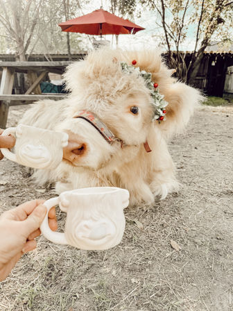 Adorable Farm BYOB Experiences: Goat Yoga, Candle-Making, Succulent Flower Crowns with Goats & Highland Cows image 25
