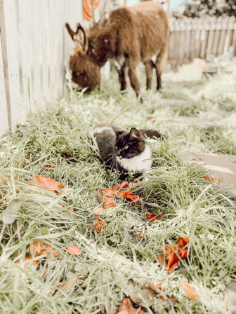 Adorable Farm BYOB Experiences: Goat Yoga, Candle-Making, Succulent Flower Crowns with Goats & Highland Cows image 21