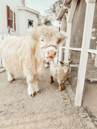 Adorable Farm BYOB Experiences: Goat Yoga, Candle-Making, Succulent Flower Crowns with Goats & Highland Cows image 20