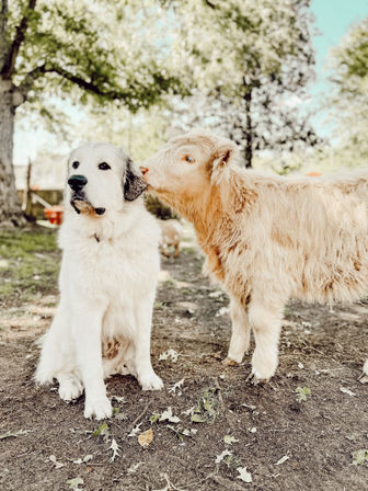 Adorable Farm BYOB Experiences: Goat Yoga, Candle-Making, Succulent Flower Crowns with Goats & Highland Cows image 31