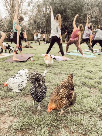 Adorable Goat BYOB Package: Goat Yoga, Candle-Making, Roasting Marshmallow All With Baby Goats image 9