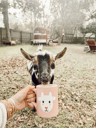 Adorable Goat BYOB Package: Goat Yoga, Candle-Making, Roasting Marshmallow All With Baby Goats image 22