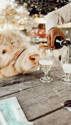 Adorable Farm BYOB Experiences: Goat Yoga, Candle-Making, Succulent Flower Crowns with Goats & Highland Cows image 24