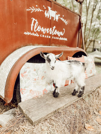 Adorable Farm BYOB Experiences: Goat Yoga, Candle-Making, Succulent Flower Crowns with Goats & Highland Cows image 35
