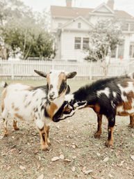Adorable Goat BYOB Package: Goat Yoga, Candle-Making, Roasting Marshmallow All With Baby Goats image 19