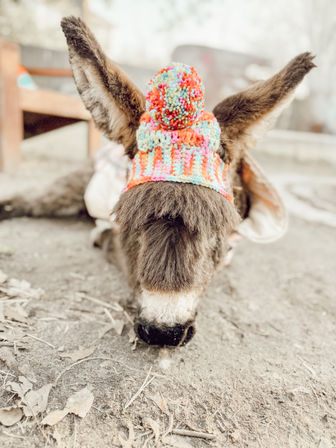 Adorable Farm BYOB Experiences: Goat Yoga, Candle-Making, Succulent Flower Crowns with Goats & Highland Cows image 22