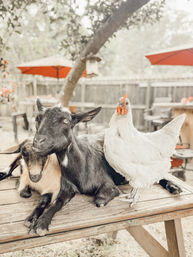 Adorable Farm BYOB Experiences: Goat Yoga, Candle-Making, Succulent Flower Crowns with Goats & Highland Cows image 29