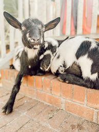 Adorable Goat BYOB Package: Goat Yoga, Candle-Making, Roasting Marshmallow All With Baby Goats image 16