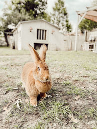 Adorable Farm BYOB Experiences: Goat Yoga, Candle-Making, Succulent Flower Crowns with Goats & Highland Cows image 8