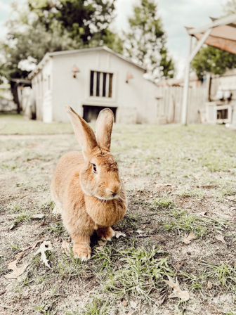 Adorable Farm BYOB Experiences: Goat Yoga, Candle-Making, Succulent Flower Crowns with Goats & Highland Cows image 8