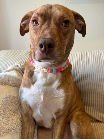 Design Matching Accessories for You and Your Pup image 29