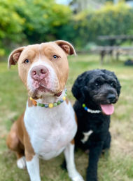 Design Matching Accessories for You and Your Pup image 9