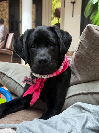 Design Matching Accessories for You and Your Pup image 25