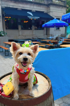 Design Matching Accessories for You and Your Pup image 17