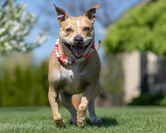 Design Matching Accessories for You and Your Pup image 26