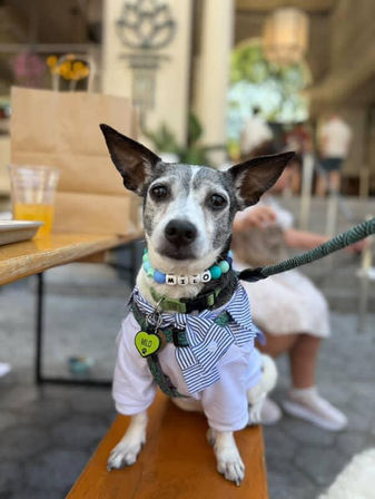Design Matching Accessories for You and Your Pup image 4