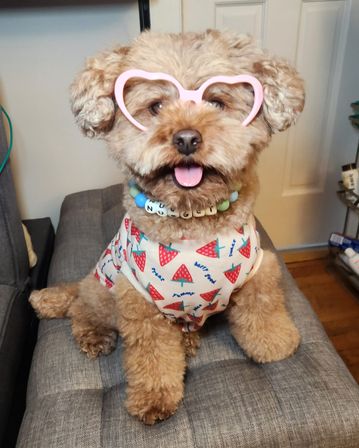 Design Matching Accessories for You and Your Pup image 22