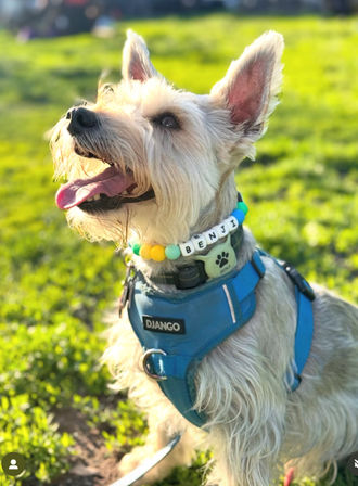 Design Matching Accessories for You and Your Pup image 24