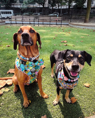 Design Matching Accessories for You and Your Pup image 16